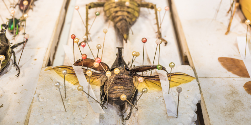 Illustration for article titled Half the World's Natural History Specimens Might Have the Wrong Name